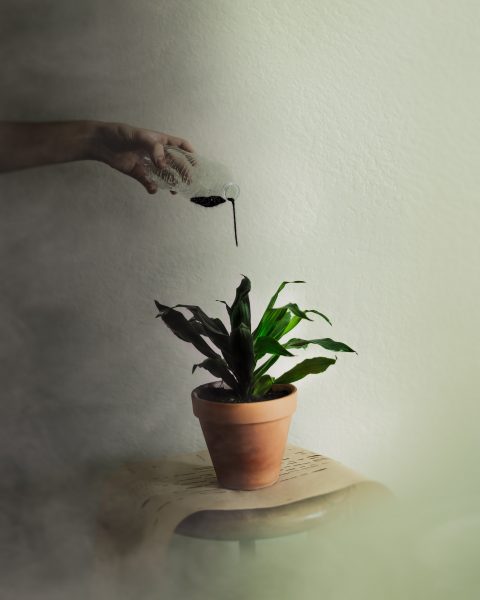 person watering green leafed plant with black liquid